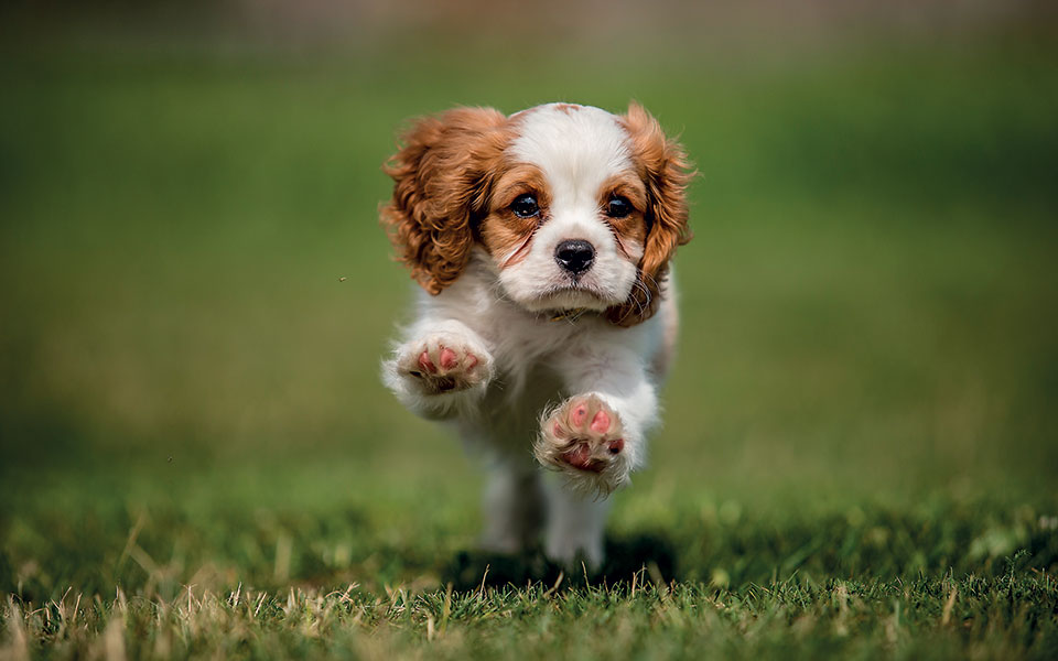 Αλεξανδρούπολη: Πρόστιμο 2.000 ευρώ επιβλήθηκε σε ιδιοκτήτη σκύλου – Το άφησε χωρίς νερό