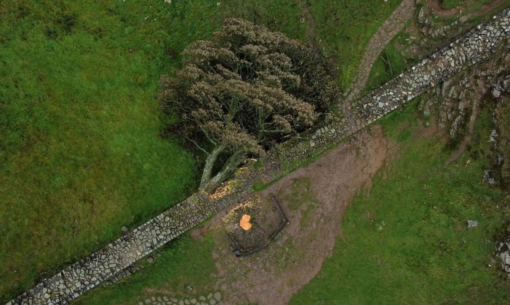 Βρετανία: Οι αρχές άσκησαν δίωξη σε βάρος δύο αντρών που έκοψαν δέντρο ηλικίας 200 ετών