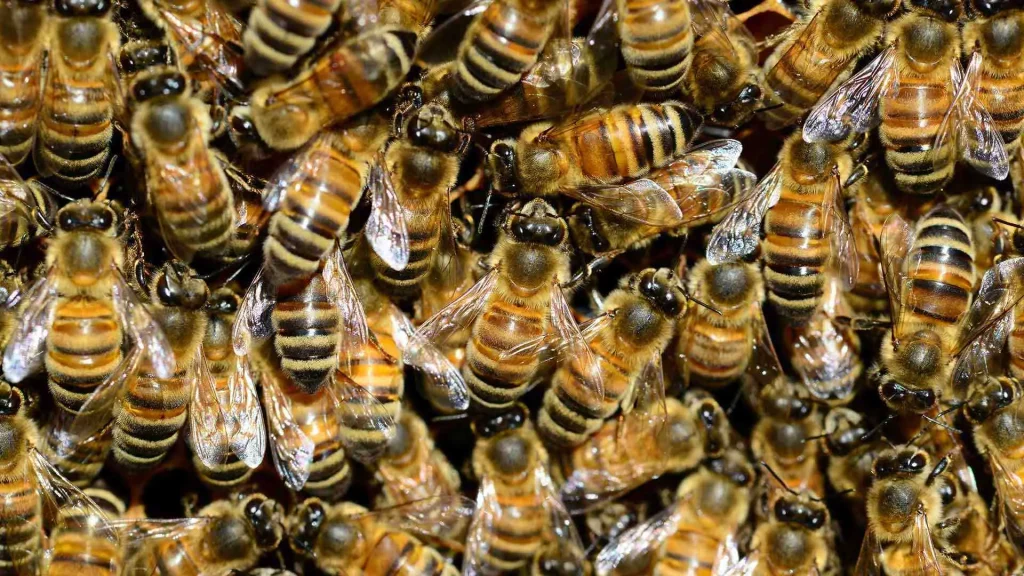 Τρίχρονη παραπονιόταν για «τέρατα» στον τοίχο και δεν την πίστευαν – Αποδείχτηκε ότι ήταν 65.000 μέλισσες