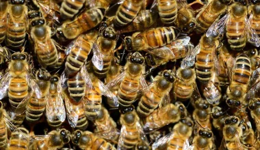 Τρίχρονη παραπονιόταν για «τέρατα» στον τοίχο και δεν την πίστευαν – Αποδείχτηκε ότι ήταν 65.000 μέλισσες