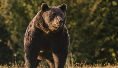 Ιαπωνία: Κατακόρυφη αύξηση των επιθέσεων αρκούδων – Τρομοκρατημένοι οι κάτοικοι