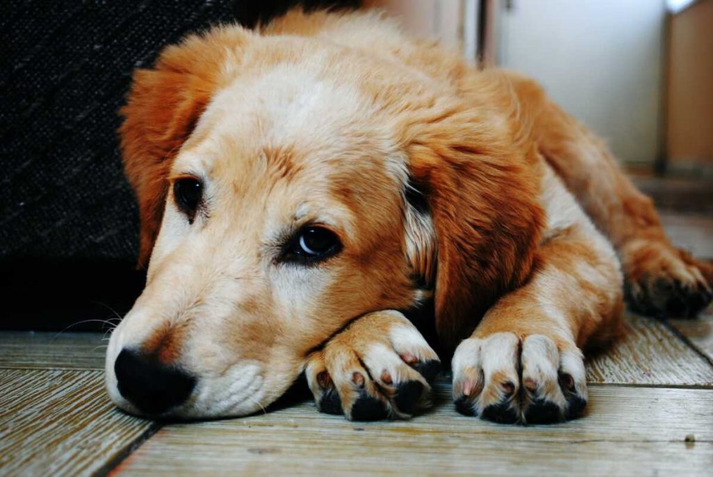 Κέρκυρα: Χειροπέδες σε 60χρονη με 8 σκυλιά που ζούσαν υπό άθλιες συνθήκες