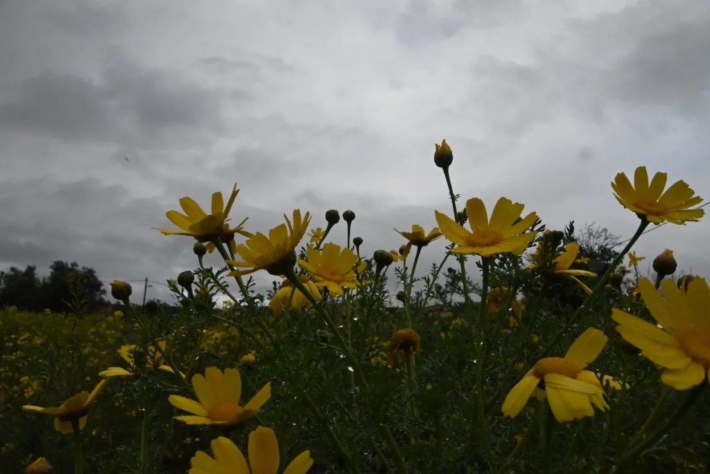Ανάσταση με… ομπρέλες: Άστατος ο καιρός τις επόμενες μέρες – Πού θα βρέξει