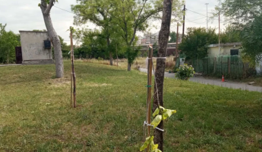 Θεσσαλονίκη: Βανδάλισαν τα δέντρα που είχαν φυτευτεί στη μνήμη των νεκρών του εγκλήματος των Τεμπών (φώτο)