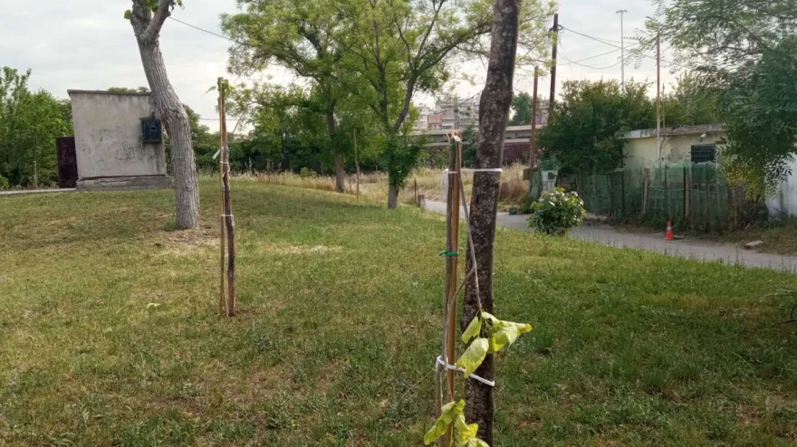 Θεσσαλονίκη: Βανδάλισαν τα δέντρα που είχαν φυτευτεί στη μνήμη των νεκρών του εγκλήματος των Τεμπών (φώτο)