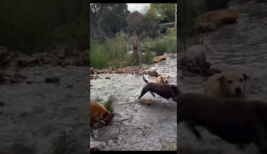Αυστραλία: Καγκουρό δίνει μάχη με αγέλη σκύλων σε ποτάμι (βίντεο)
