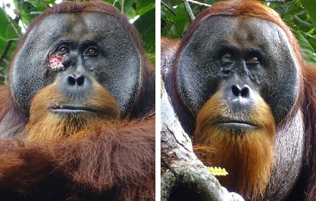 Ινδονησία: Ουρακοτάγκος θεράπευσε πληγή με ιαματικό φυτό – Είναι η πρώτη φορά που παρατηρείται μια τέτοια συμπεριφορά