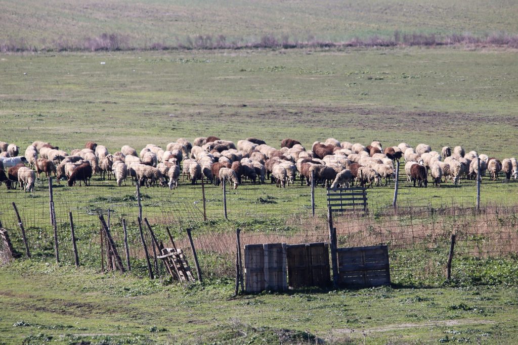 Πέλλα: Στις φλόγες τυλίχτηκε ποιμνιοστάσιο – Κάηκαν 30 πρόβατα