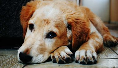 Κέρκυρα: Χειροπέδες σε 60χρονη με 8 σκυλιά που ζούσαν υπό άθλιες συνθήκες