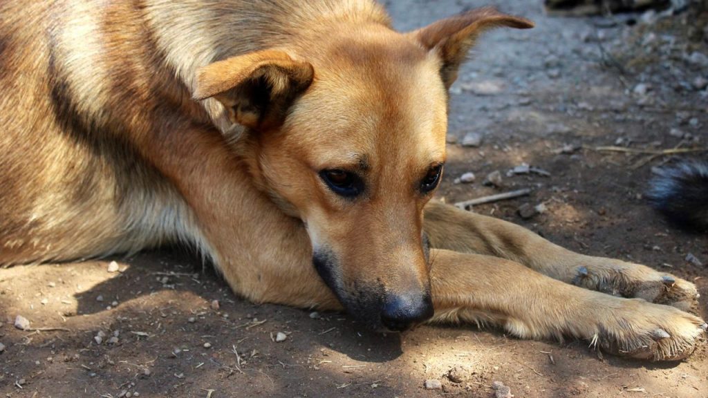 Θεσσαλονίκη: Χειροπέδες σε ηλικιωμένο που πυροβόλησε και τραυμάτισε αδέσποτο σκυλί