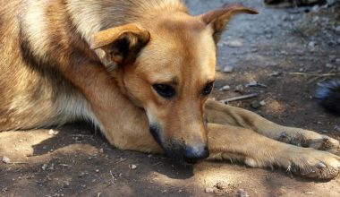 Θεσσαλονίκη: Χειροπέδες σε ηλικιωμένο που πυροβόλησε και τραυμάτισε αδέσποτο σκυλί