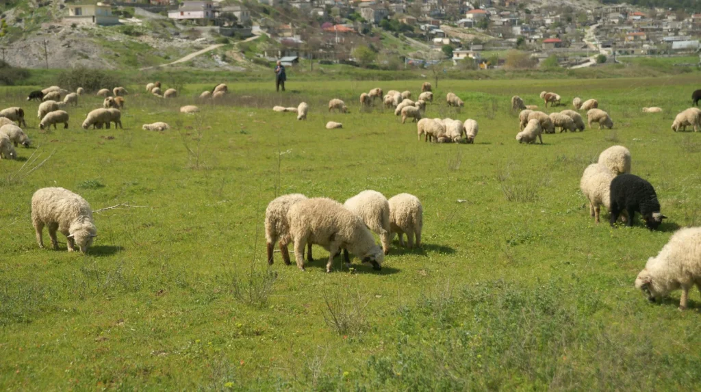 «Με το στόμα ανοιχτό» έμειναν οι πολίτες στην ανάλυση του Κ.Σκρέκα για την τιμή του αρνιού! – «Αν είναι βαρύ είναι πιο ακριβό»!