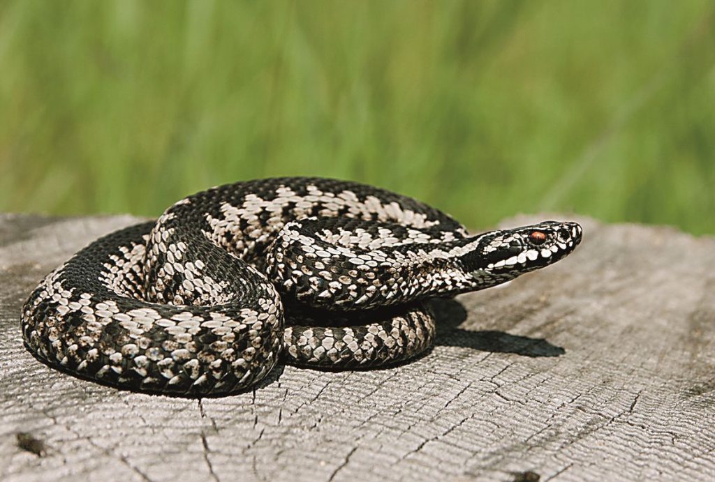 Βόλος: Οχιά εμφανίστηκε σε γκαραζόπορτα σπιτιού και τρομοκράτησε γυναίκα
