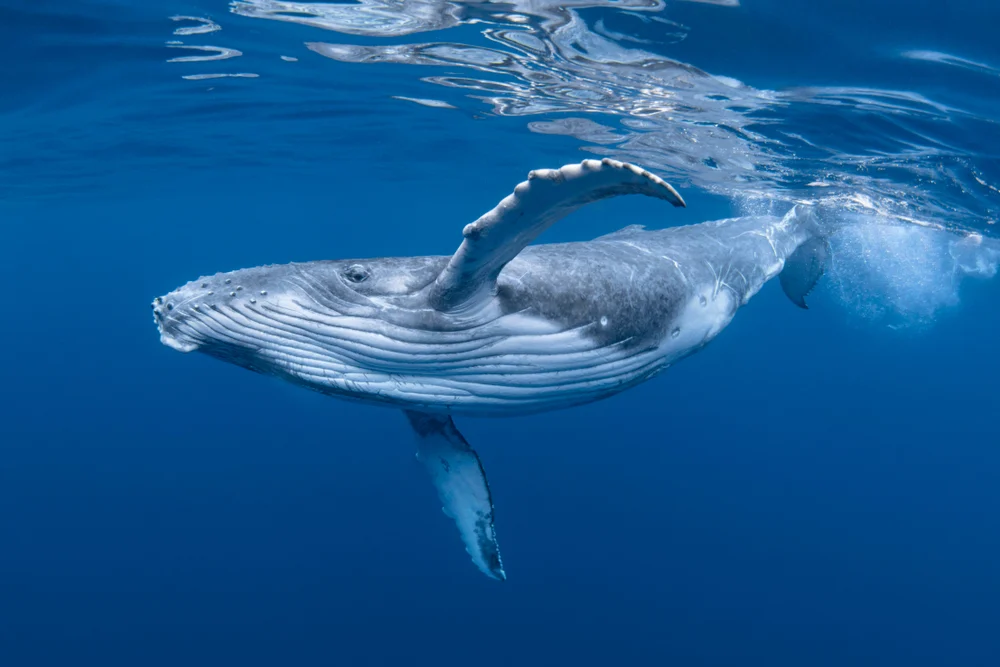 Βίντεο: Φάλαινα εμφανίστηκε σε βάθος 1000 μέτρων κατά την δοκιμή ενός αγωγού αερίου!