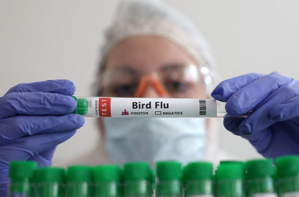 Γρίπη των πτηνών: Ανησυχία πως ο ιός Η5Ν1 μεταδίδεται και από τα θηλαστικά στον άνθρωπο