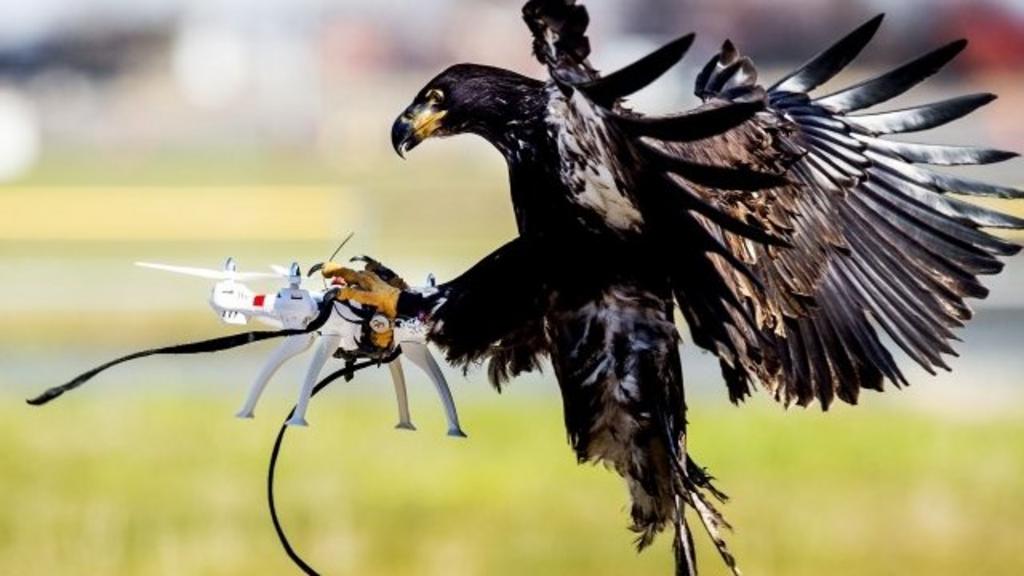 Ελβετία: Εκπαιδεύουν αετούς σε ρόλο anti-drone!