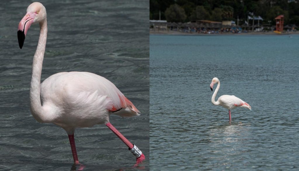 Εμφανίστηκαν φλαμίνγκο στην πλαζ της Βουλιαγμένης και στην Αρτέμιδα (φώτο)