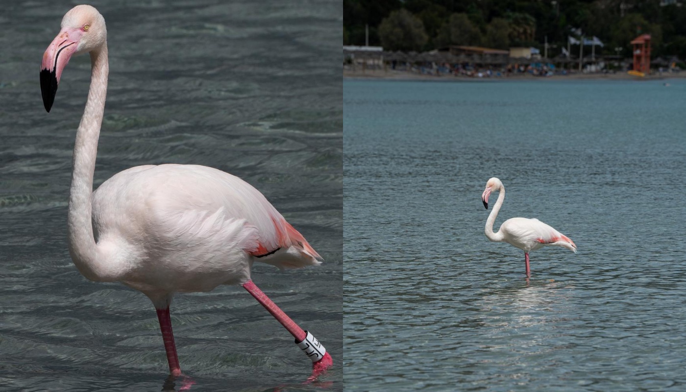Εμφανίστηκαν φλαμίνγκο στην πλαζ της Βουλιαγμένης και στην Αρτέμιδα (φώτο)