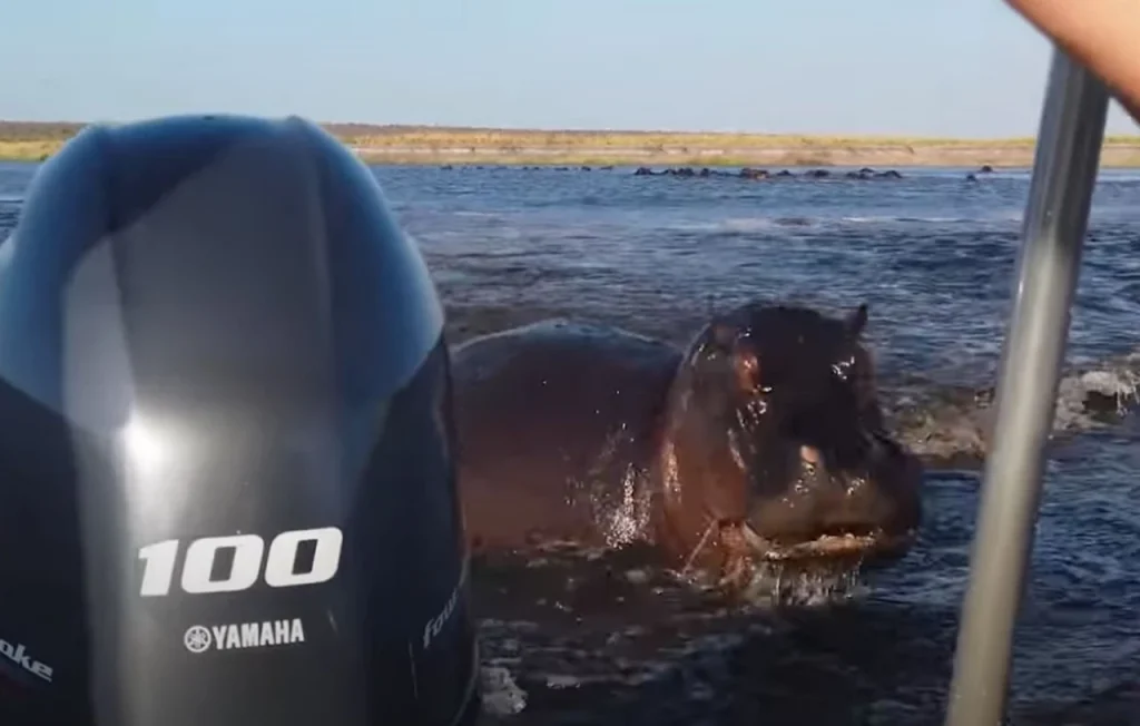 Βίντεο ντοκουμέντο: Ιπποπόταμος επιτίθεται σε σκάφος με τουρίστες σε ποταμό της Ναμίμπια