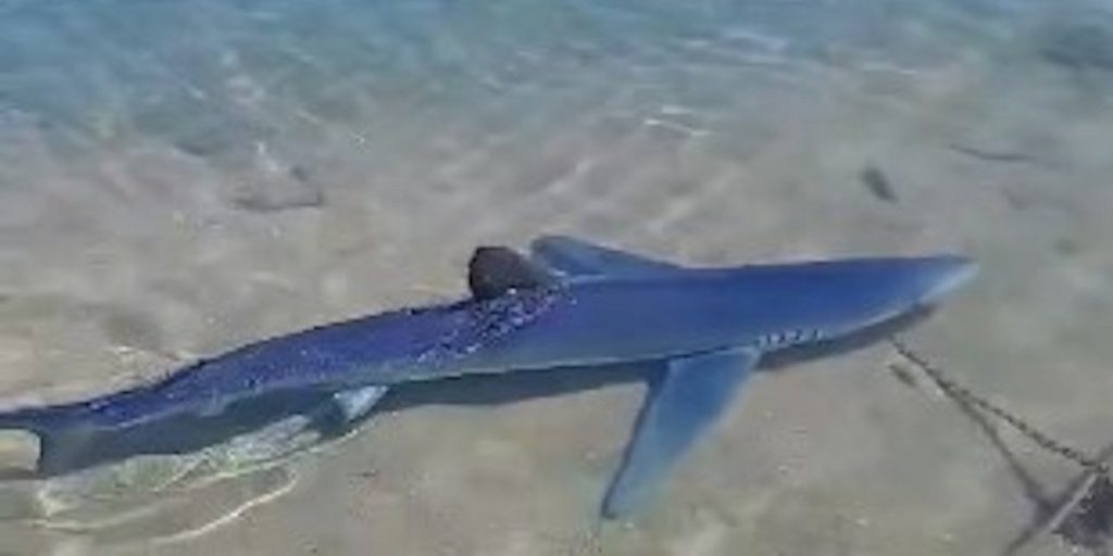 Καρχαριοειδές εντοπίστηκε στη Γλυφάδα – Δείτε βίντεο 