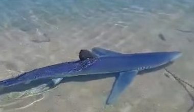 Καρχαρίας εμφανίστηκε στην Γλυφάδα μέσα στην μαρίνα και μερικές εκατοντάδες μέτρα από την πλαζ! (βίντεο) 