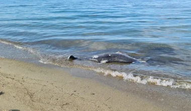Χαλκιδική: Νεκρό δελφίνι εντοπίστηκε σε ακτή της Καλλικράτειας