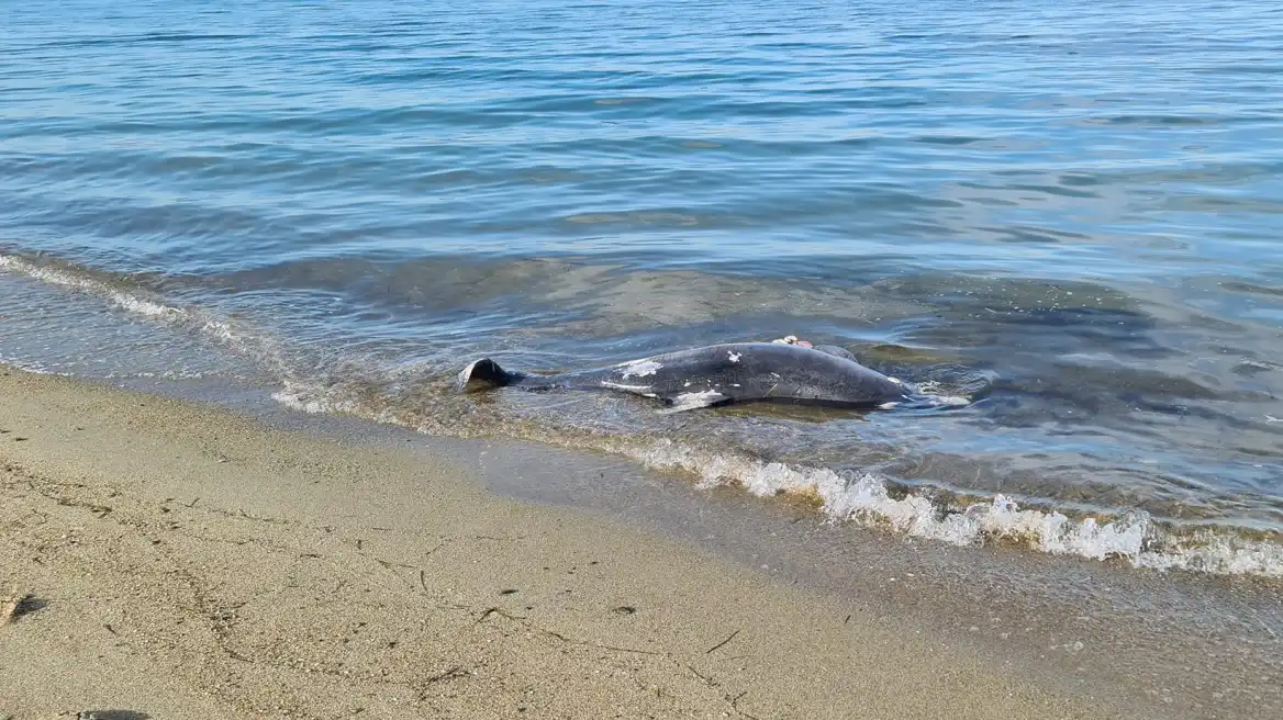 Χαλκιδική: Νεκρό δελφίνι εντοπίστηκε σε ακτή της Καλλικράτειας