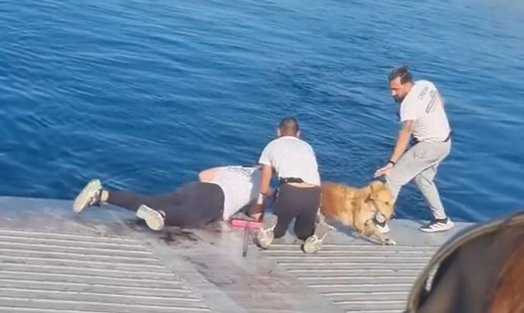 Διάσωση σκύλου ανοιχτά της Σαλαμίνας από πλήρωμα ferry boat (βίντεο)