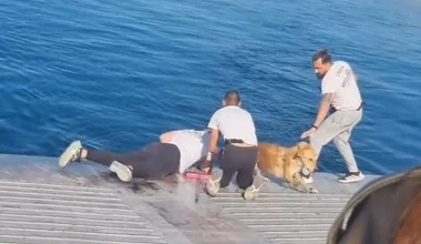 Διάσωση σκύλου ανοιχτά της Σαλαμίνας από πλήρωμα ferry boat (βίντεο)