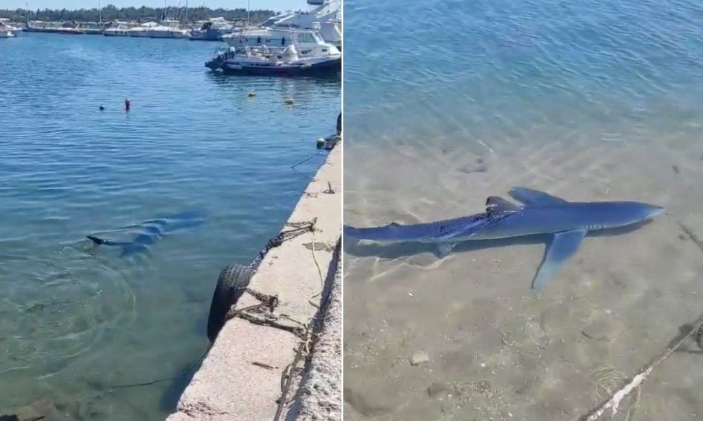 Καρχαρίας στη Γλυφάδα: «Πρέπει να ήταν δύο ημέρες στο λιμανάκι και είχε βγει για φαγητό» – Τι είπε αυτόπτης μάρτυρας