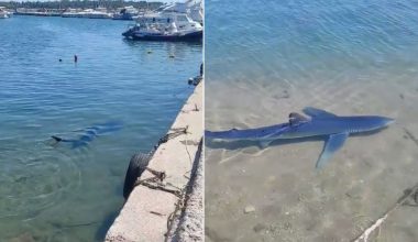 Καρχαρίας στη Γλυφάδα: «Πρέπει να ήταν δύο ημέρες στο λιμανάκι και είχε βγει για φαγητό» – Τι είπε αυτόπτης μάρτυρας