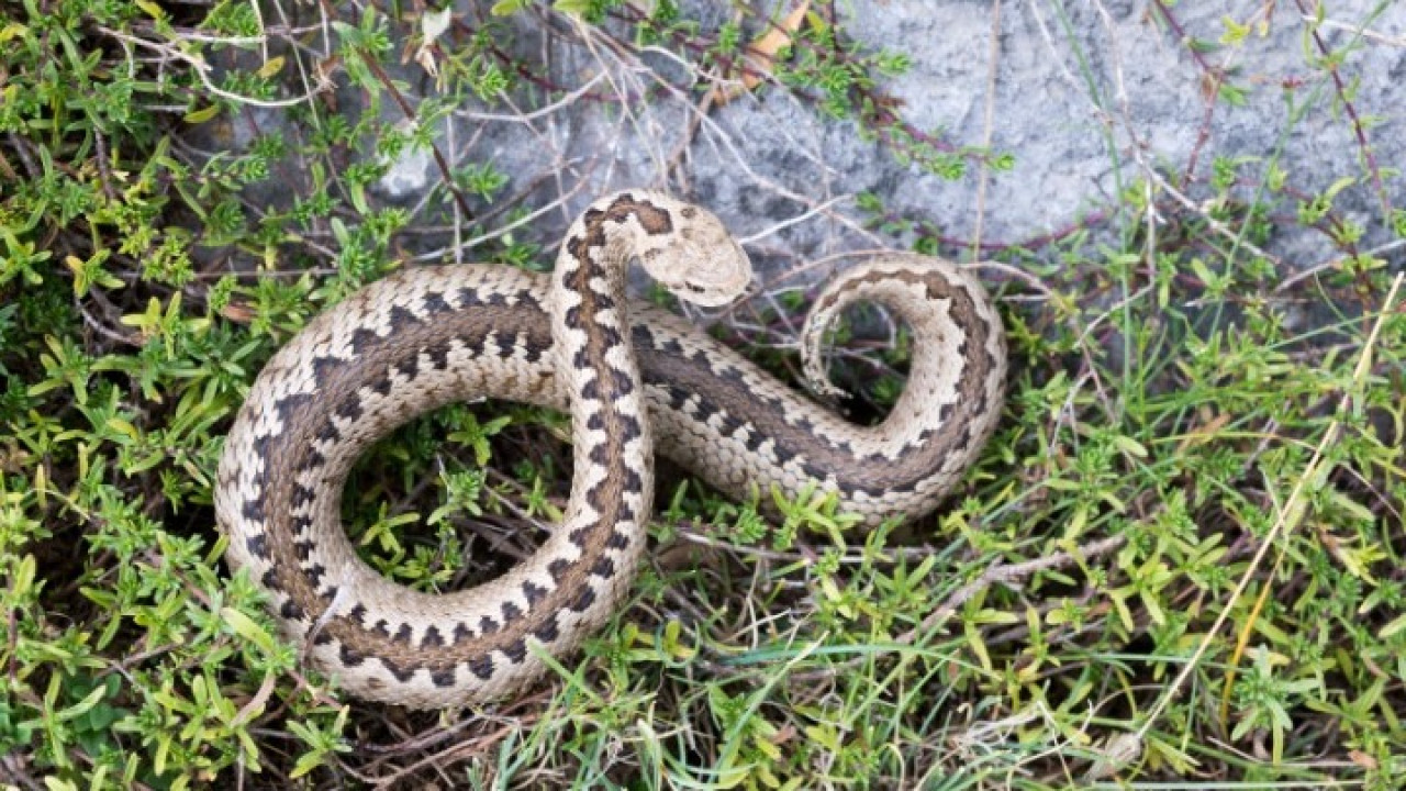 Νότια Εύβοια: Φίδια ακόμα και στους κεντρικούς δρόμους – Σκαρφαλώνουν σε αυτοκίνητα και κρύβονται σε κουβάδες