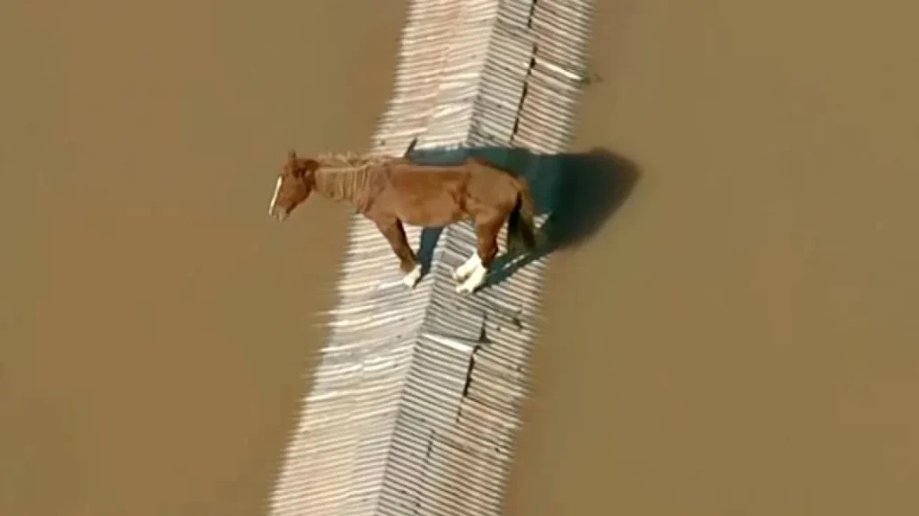 Συνεχίζονται οι πλημμύρες στη Βραζιλία: Έσωσαν άλογο το οποίο βρισκόταν σε στέγη επί δύο ημέρες (βίντεο) 