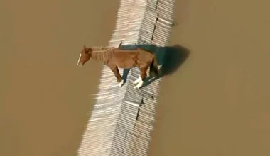 Συνεχίζονται οι πλημμύρες στη Βραζιλία: Έσωσαν άλογο το οποίο βρισκόταν σε στέγη επί δύο ημέρες (βίντεο) 