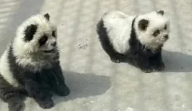 Κίνα: Zωολογικός κήπος φέρεται ότι έβαψε σκυλιά για να μοιάζουν με «πάντα» (βίντεο)