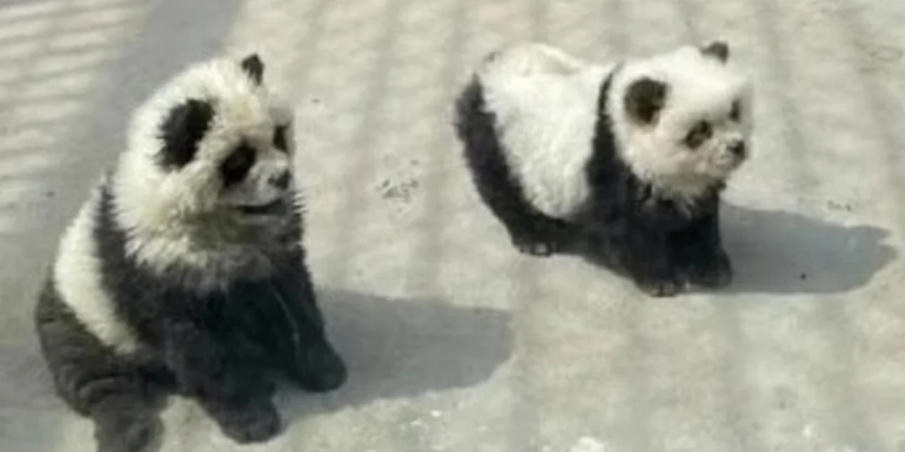 Κίνα: Zωολογικός κήπος έβαψε σκυλιά για να μοιάζουν με «πάντα» (βίντεο)