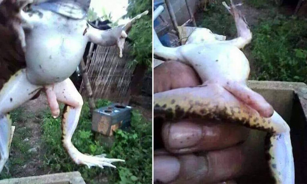 Ο βάτραχος με το υπερμέγεθες μόριο είχε τελικά ένα… επιπλέον πόδι