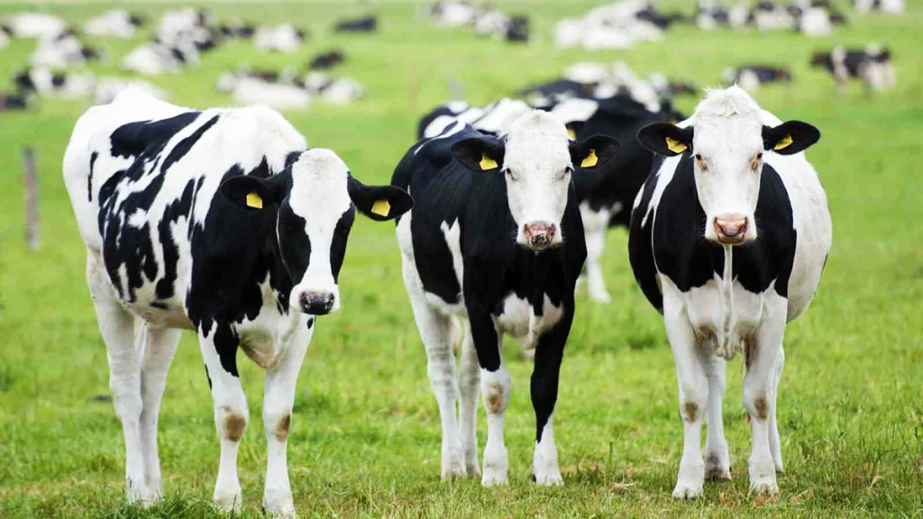 Σκωτία: Κρούσμα της νόσου των τρελών αγελάδων σε αγρόκτημα – Ψάχνουν την προέλευση