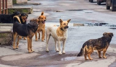 Οι ράτσες σκύλων που έχουν τη μεγαλύτερη θνησιμότητα από καρκίνο – Ποια βρίσκεται στην πρώτη θέση