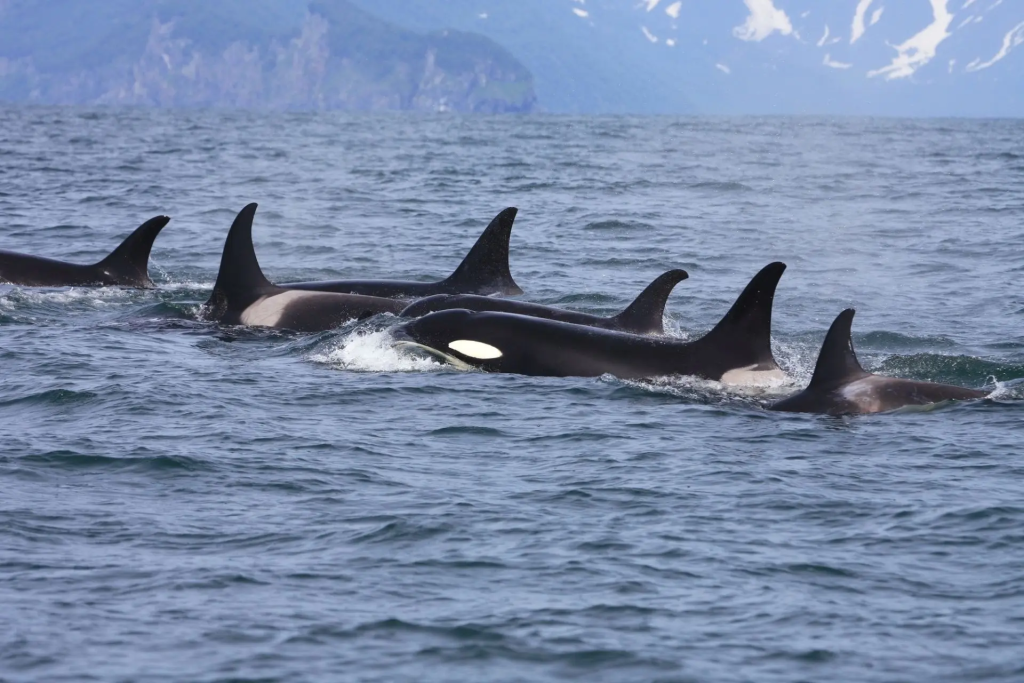 Κοπάδι από φάλαινες-δολοφόνους επιτέθηκε και βύθισε γιοτ στο στενό του Γιβραλτάρ