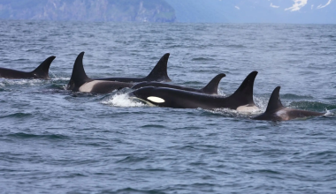 Κοπάδι από φάλαινες-δολοφόνους επιτέθηκε και βύθισε γιοτ στο στενό του Γιβραλτάρ