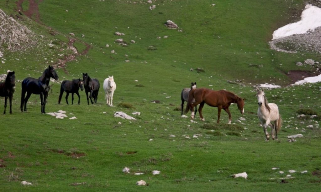 Καρδίτσα: Εξαφανίστηκαν πάνω από 60 άγρια άλογα από την περιοχή του ορεινού χωριού «Πετρίλο» (βίντεο)