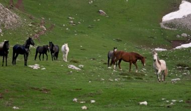 Καρδίτσα: Εξαφανίστηκαν πάνω από 60 άγρια άλογα από την περιοχή του ορεινού χωριού «Πετρίλο» (βίντεο)