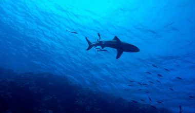 Καρχαρίας «κόβει βόλτες» εδώ και μια εβδομάδα στη Ρόδο – Γιατί βγαίνουν στα ρηχά; (βίντεο)