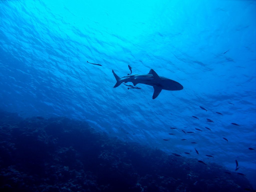 Καρχαρίας «κόβει βόλτες» εδώ και μια εβδομάδα στη Ρόδο – Γιατί βγαίνουν στα ρηχά; (βίντεο)