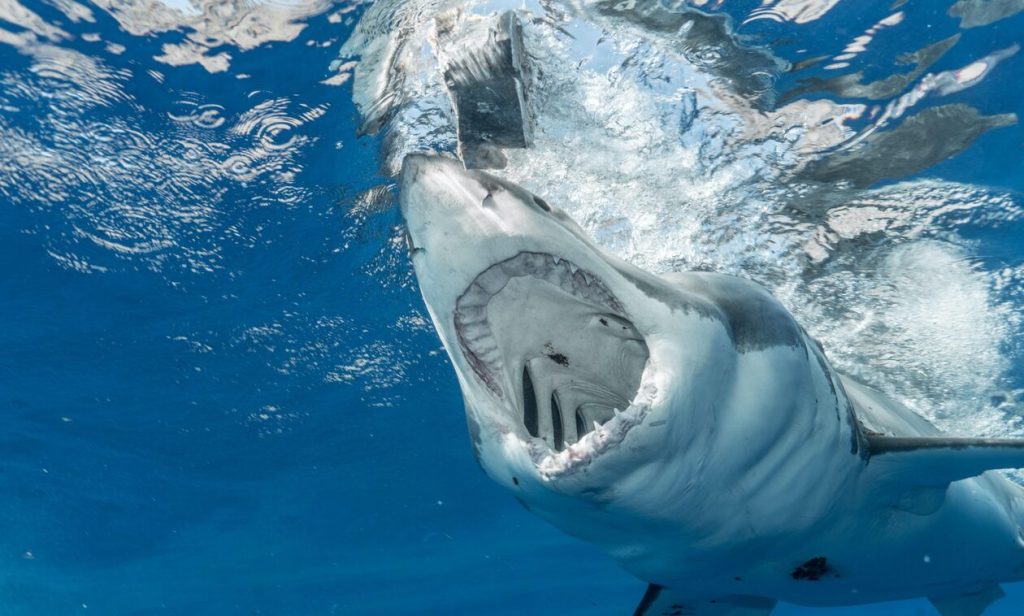 Ποια ήταν η δεκαετία με τις περισσότερες επιθέσεις καρχαριών στην Ελλάδα
