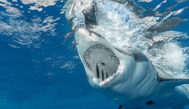 Ποια ήταν η δεκαετία με τις περισσότερες επιθέσεις καρχαριών στην Ελλάδα