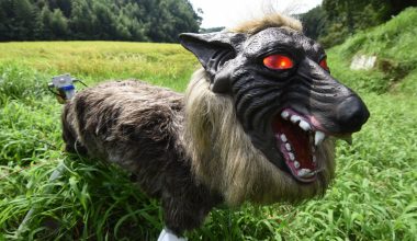 Ιαπωνία: Τι είναι το «Monster Wolf» που προκαλεί τρόμο στα χωράφια και τα δάση της χώρας