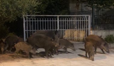 Χαλκίδα: Οικογένεια αγριογούρουνων «έκοβε βόλτες» σε αυλή σπιτιού (βίντεο)