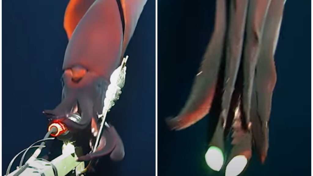 Καλαμάρι βαθέων υδάτων επιτίθεται σε κάμερα – Αιφνιδιάζει το «θύμα» με τους λαμπρούς «προβολείς» του (βίντεο)